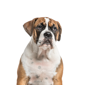 Petland Texas Bea-Bull