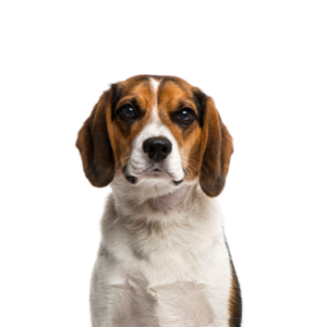 Petland Texas Beagle
