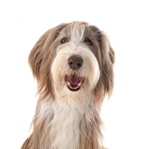 Petland Texas Bearded Collie