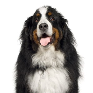 Petland Texas Bernese Mountain Dog