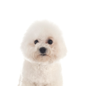 Petland Texas Bichon Frise