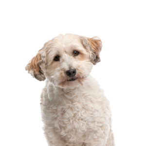 Petland Texas Bichon Poo