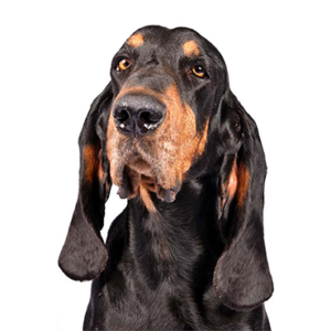 Petland Texas Black and Tan Coonhound