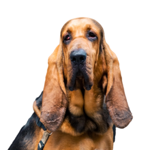 Petland Texas Bloodhound