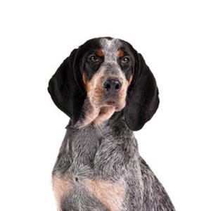 Petland Texas Bluetick Coonhound