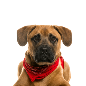 Petland Texas Boggle