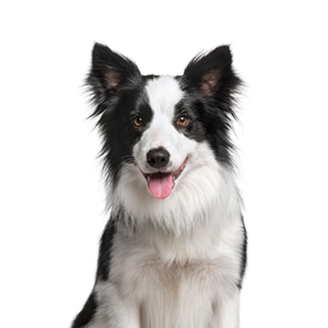 Petland Texas Border Collie