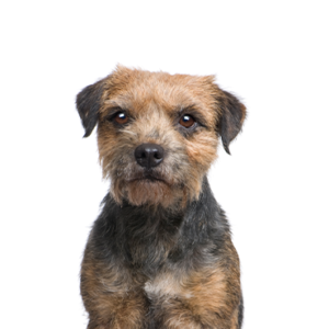Petland Texas Border Terrier