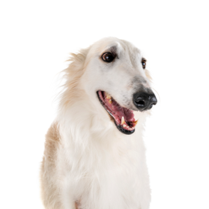 Petland Texas Borzoi
