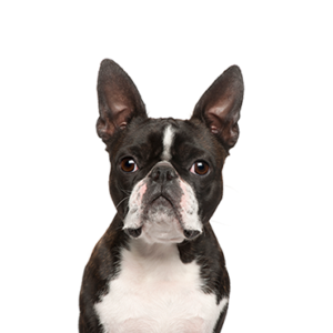 Petland Texas Boston Terrier