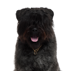 Petland Texas Bouvier des Flandres