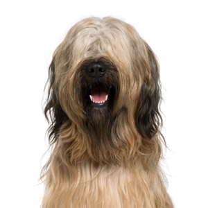 Petland Texas Briard