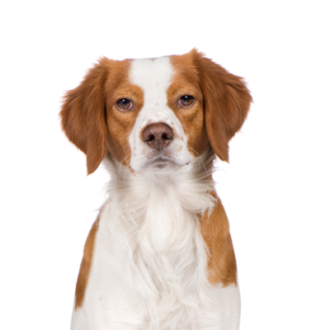 Petland Texas Brittany