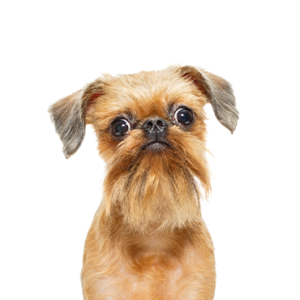 Petland Texas Brussels Griffon