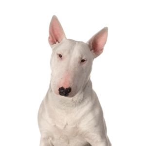 Petland Texas Bull Terrier