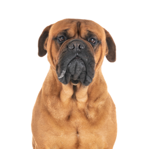 Petland Texas Bullmastiff