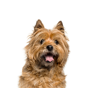 Petland Texas Cairn Terrier