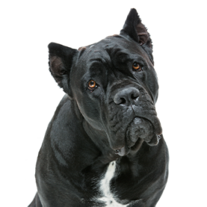 Petland Texas Cane Corso