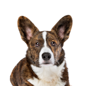 Petland Texas Cardigan Welsh Corgi