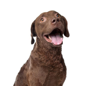 Petland Texas Chesapeake Bay Retriever