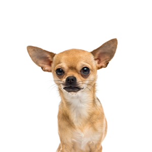 Petland Texas Chihuahua