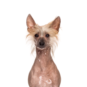 Petland Texas Chinese Crested