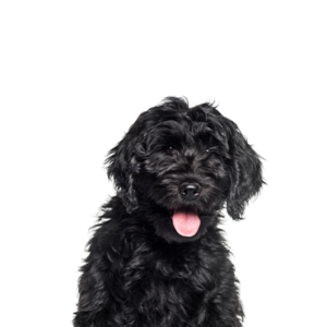 Petland Texas Cockapoo