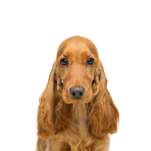 Petland Texas Cocker Spaniel