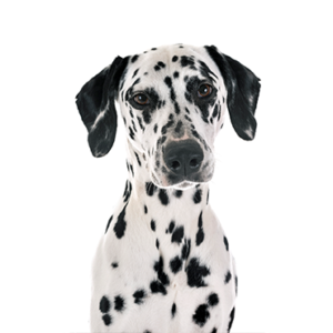Petland Texas Dalmatian