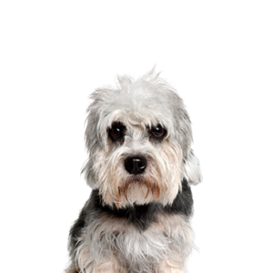 Petland Texas Dandie Dinmont Terrier
