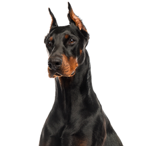 Petland Texas Doberman Pinscher
