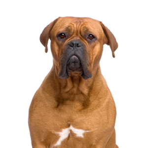 Petland Texas Dogue de Bordeaux