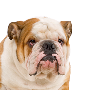 Petland Texas English Bulldog