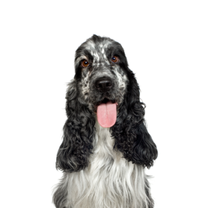 Petland Texas English Cocker Spaniel