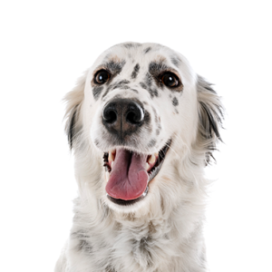 Petland Texas English Setter
