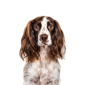 Petland Texas English Springer Spaniel