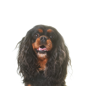 Petland Texas English Toy Spaniel