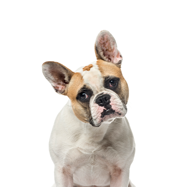 Cachorro Bulldog Francés en venta