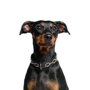 Petland Texas German Pinscher