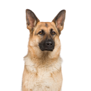 Petland Texas German Shepherd