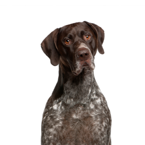 Petland Texas German Shorthaired Pointer