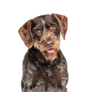 Petland Texas German Wirehaired Pointer
