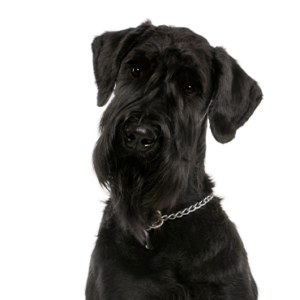 Petland Texas Giant Schnauzer