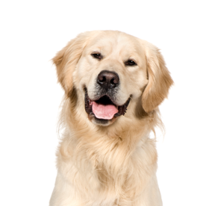 Petland Texas Golden Retriever