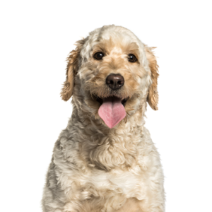 Petland Texas Goldendoodle