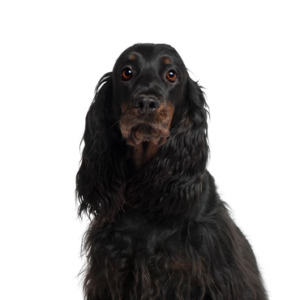 Petland Texas Gordon Setter