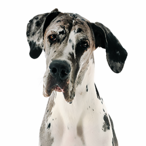 Petland Texas Great Dane