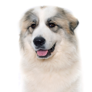 Petland Texas Great Pyrenees