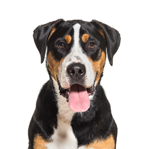 Petland Texas Great Swiss Mountain Dog
