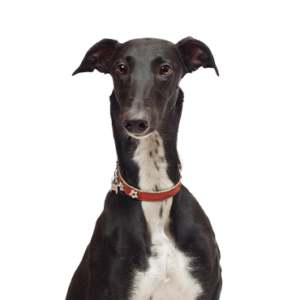Petland Texas Greyhound